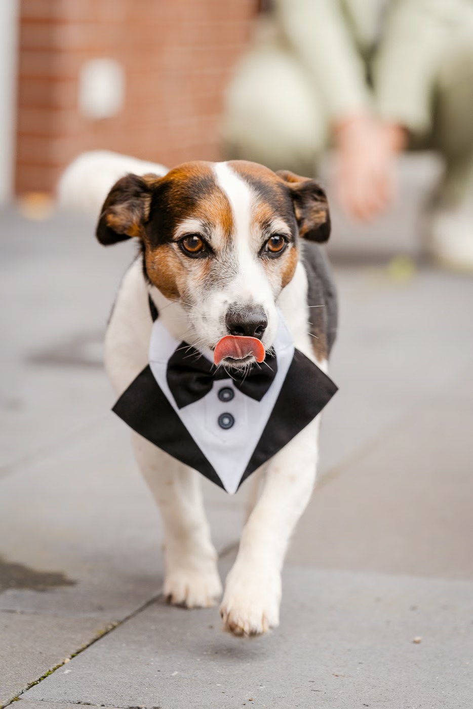 Hochzeitshund Salzgitter – kleiner Hund mit Halsband-Zusatz, der wie Hemd, Fliege und Sakko aussieht, charmantes Detail einer Hochzeit, Hochzeitsfotografie Salzgitter Kathrin Skorpel